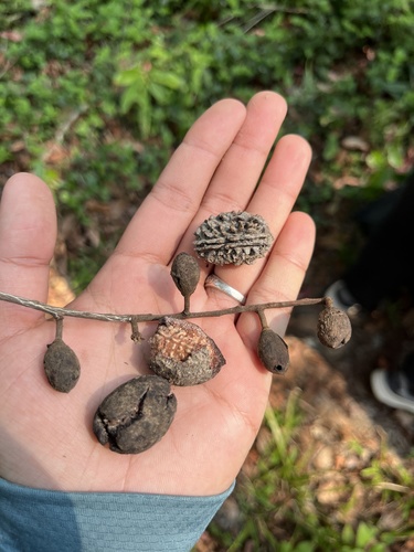Elaeocarpus lanceifolius
