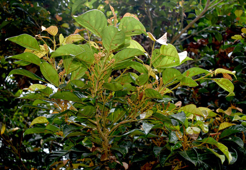 Elaeocarpus largiflorens var. largiflorens (Tropical Qandong) — photo