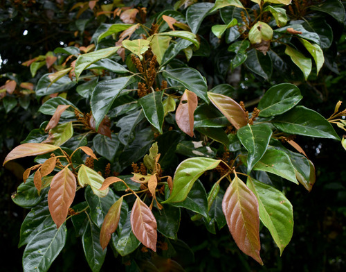 Elaeocarpus largiflorens var. largiflorens