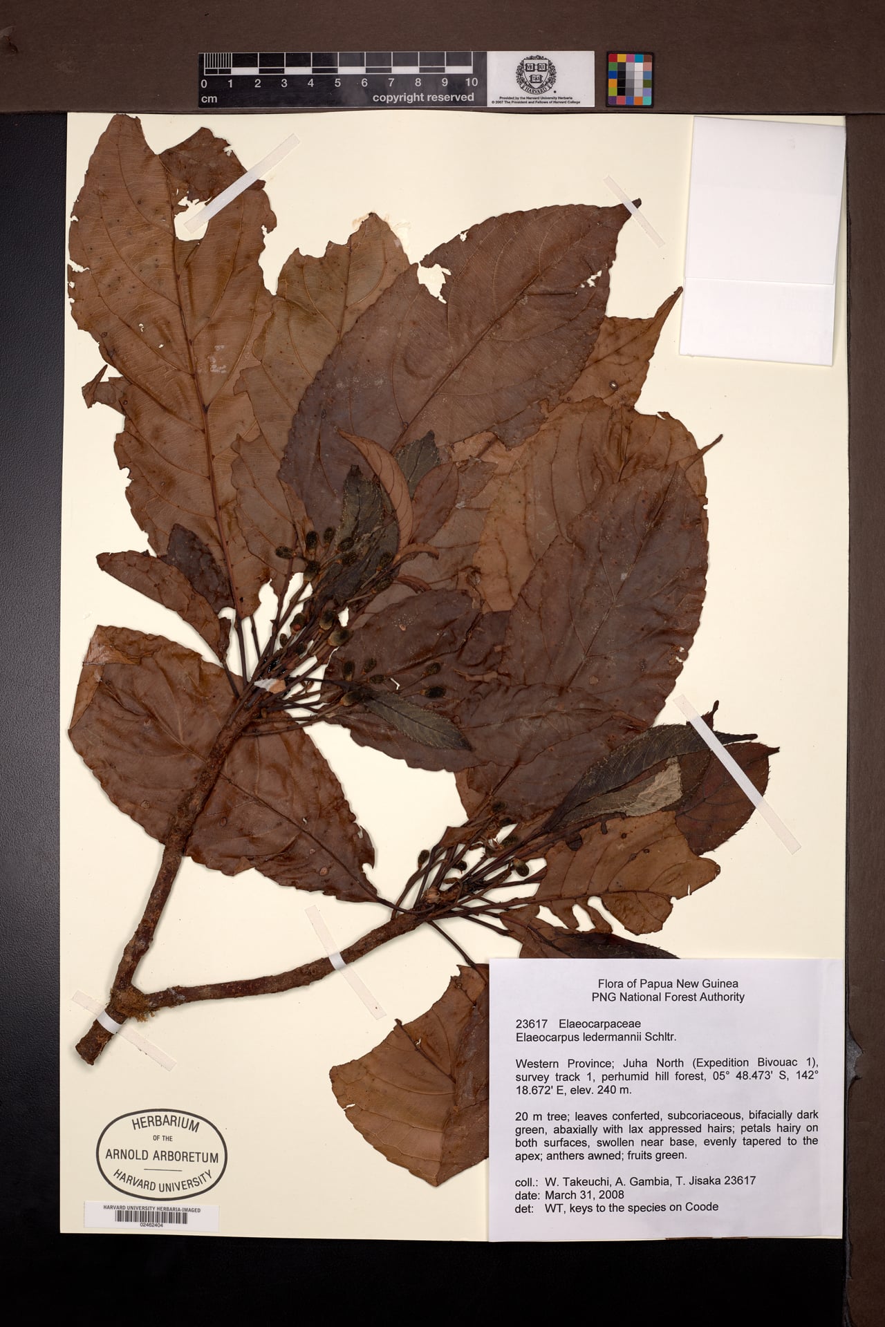 Elaeocarpus ledermannii — photo