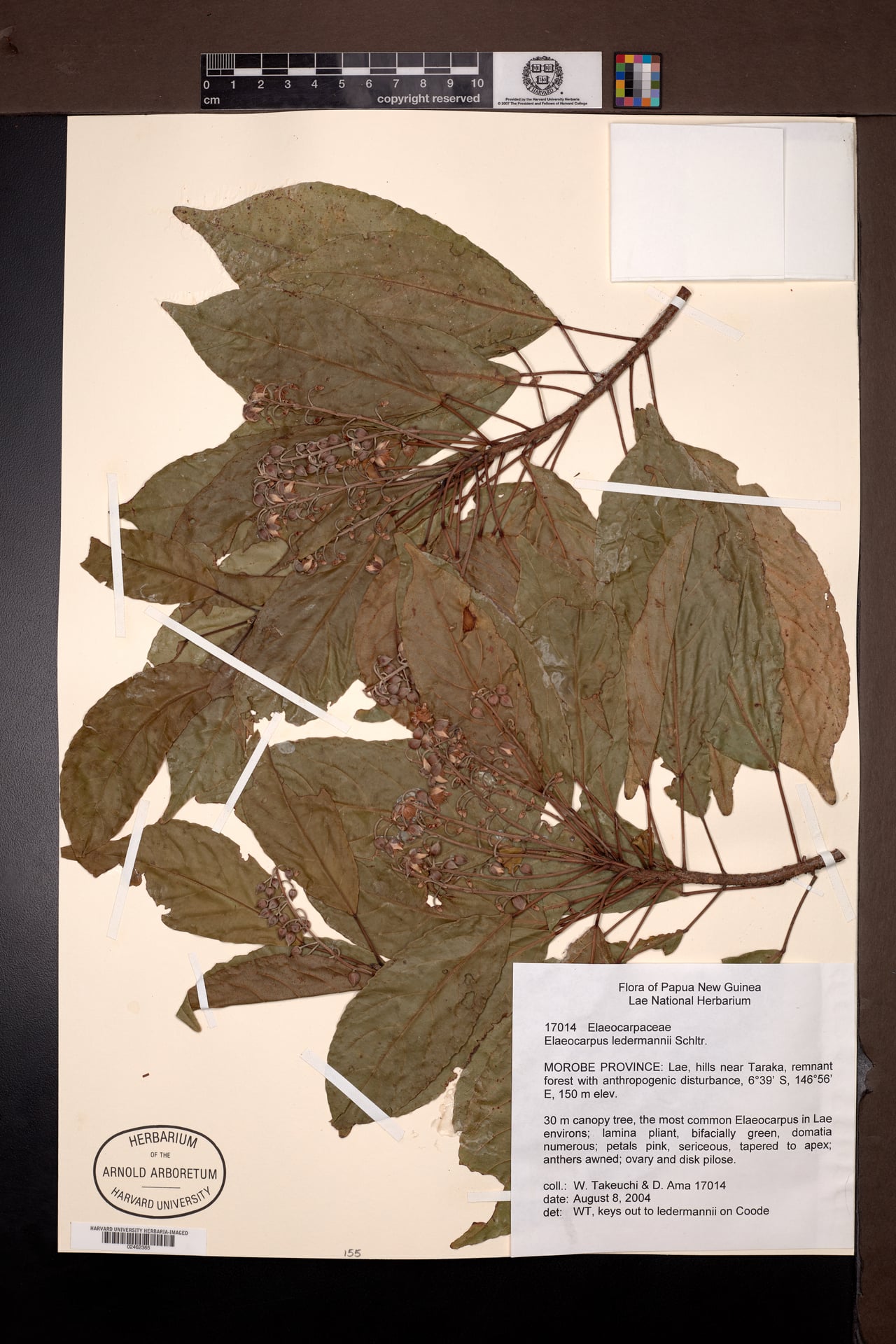Elaeocarpus ledermannii — photo