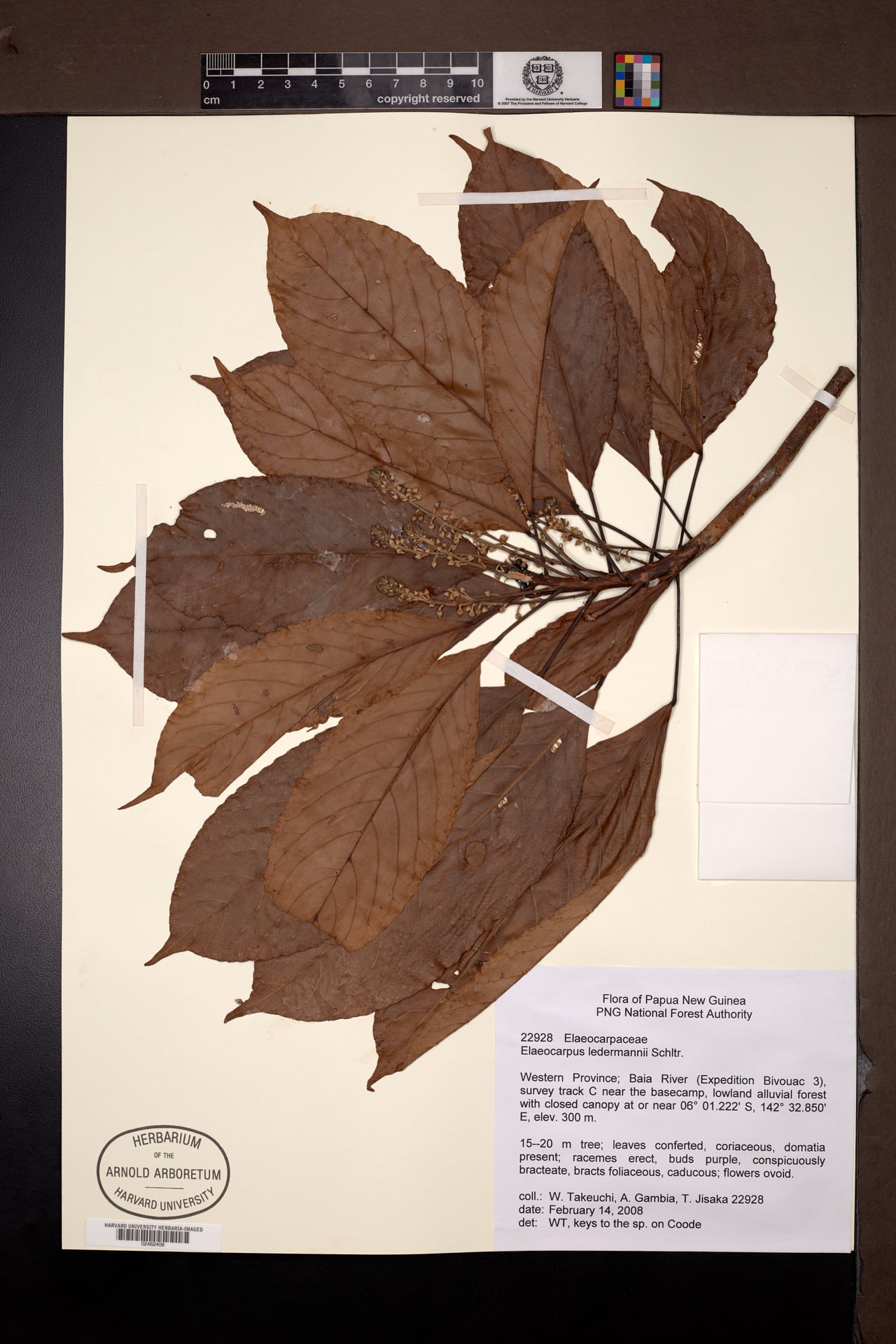 Elaeocarpus ledermannii