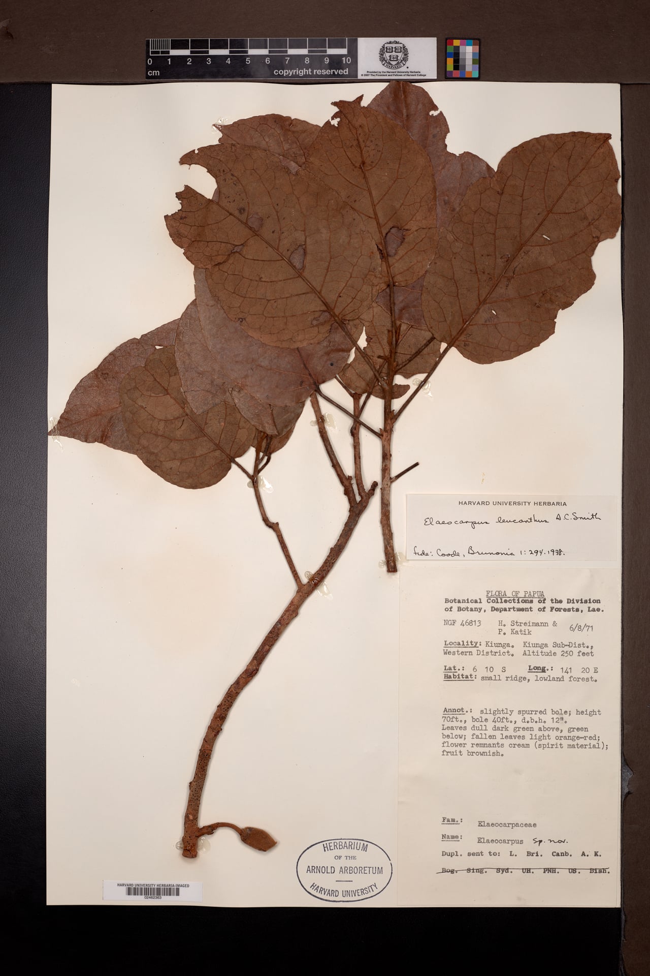 Elaeocarpus leucanthus — photo