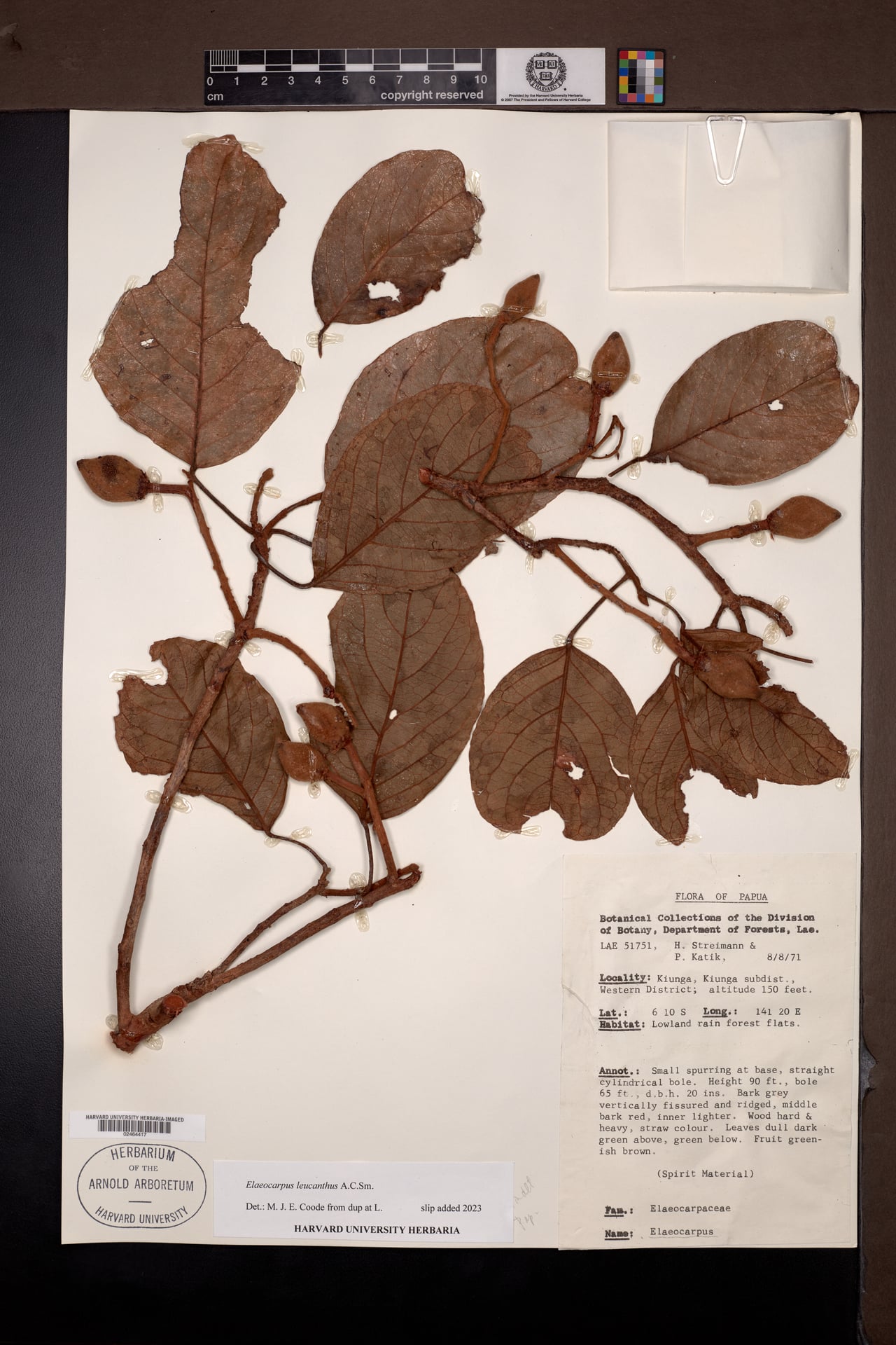 Elaeocarpus leucanthus — photo