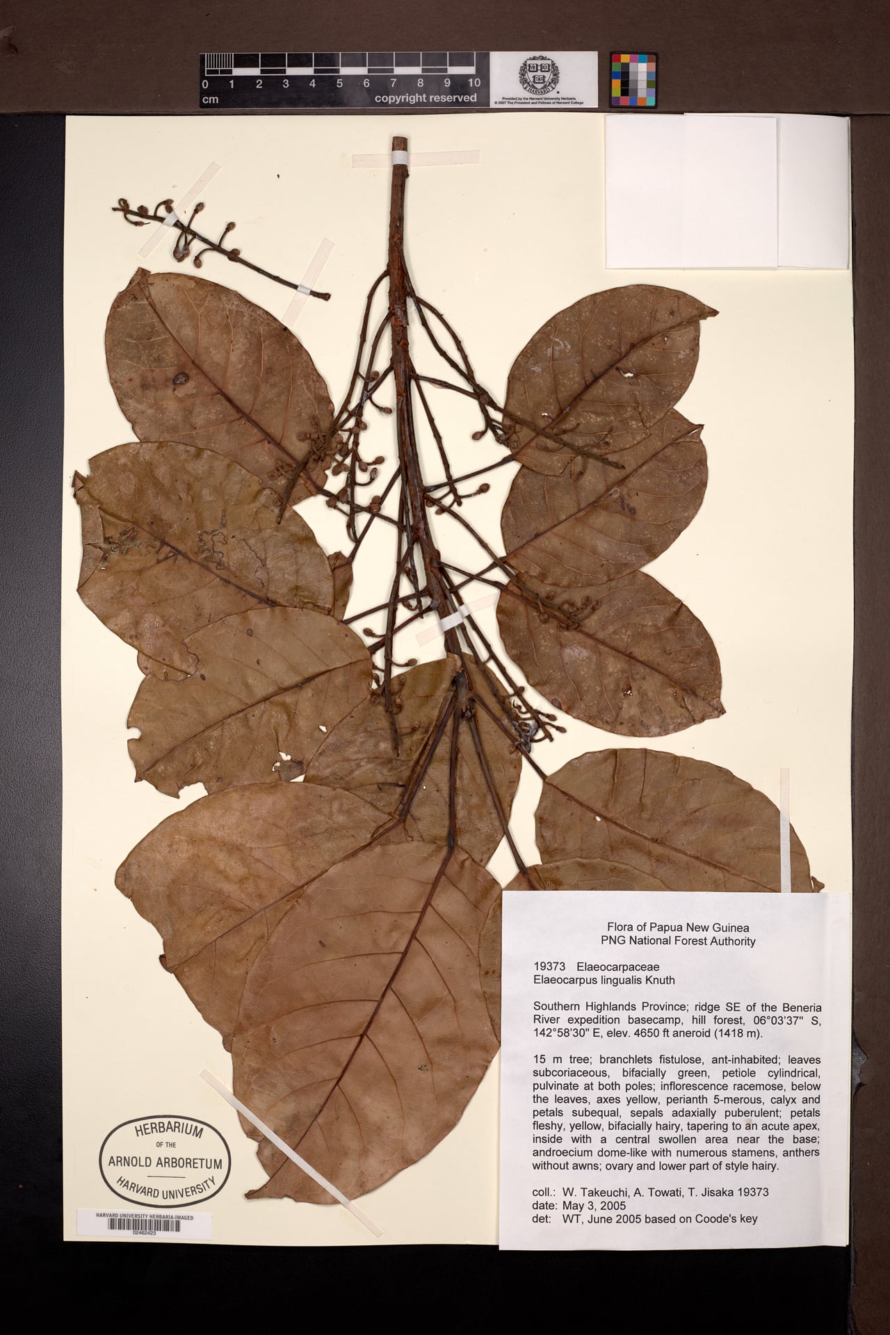 Elaeocarpus lingualis — photo