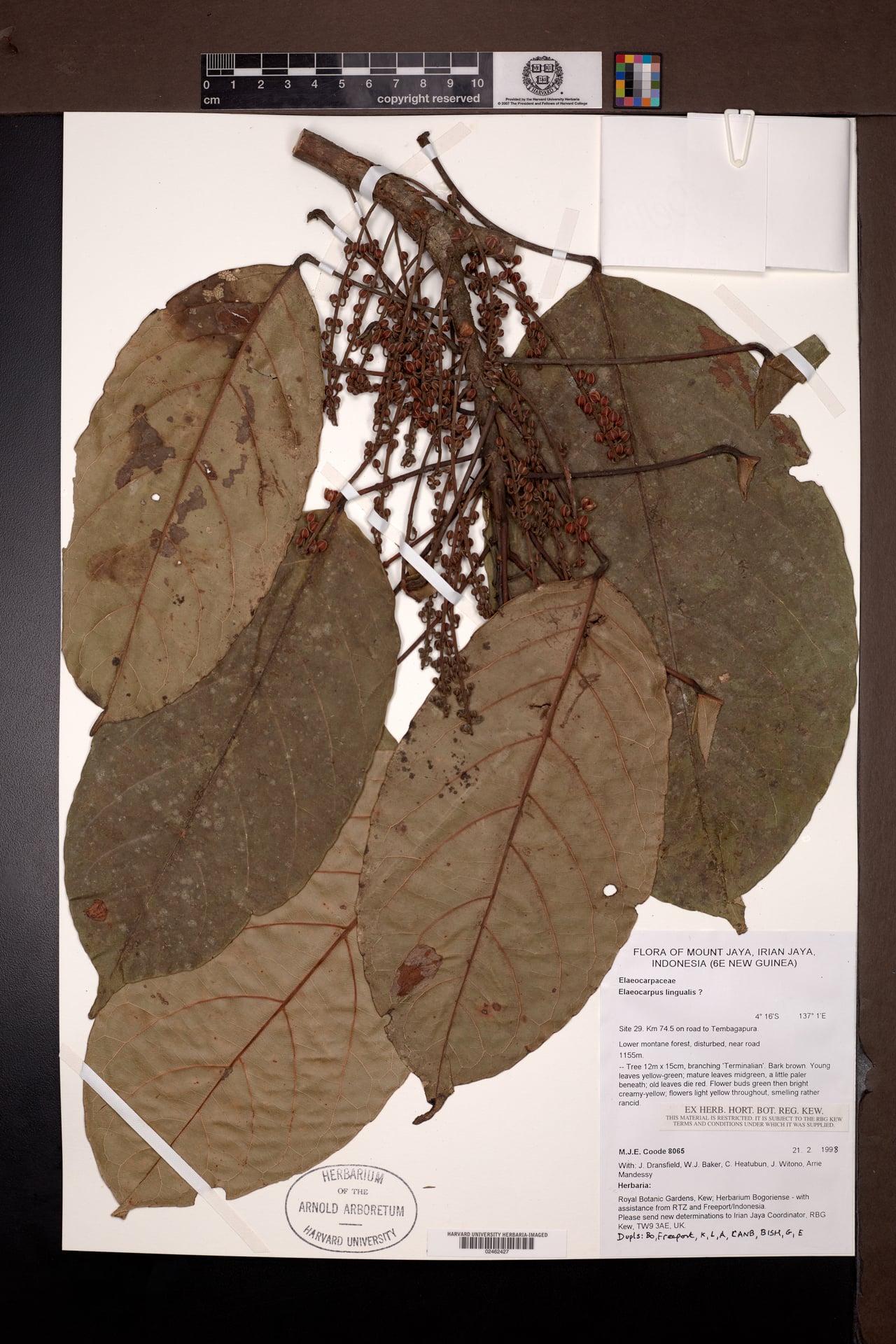 Elaeocarpus lingualis — photo
