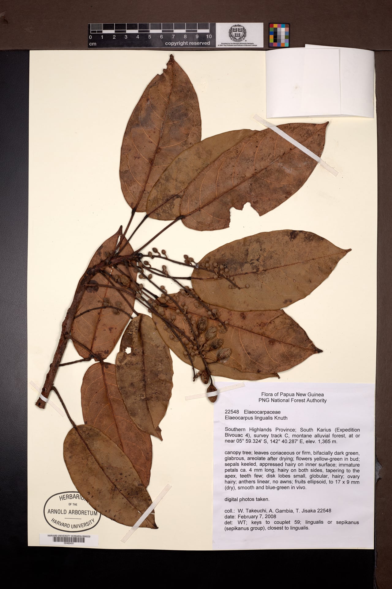 Elaeocarpus lingualis