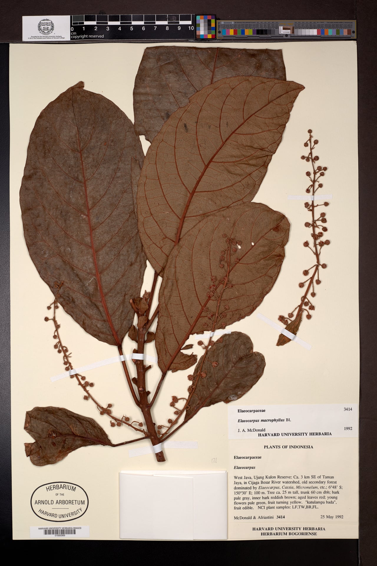 Elaeocarpus macrophyllus — photo