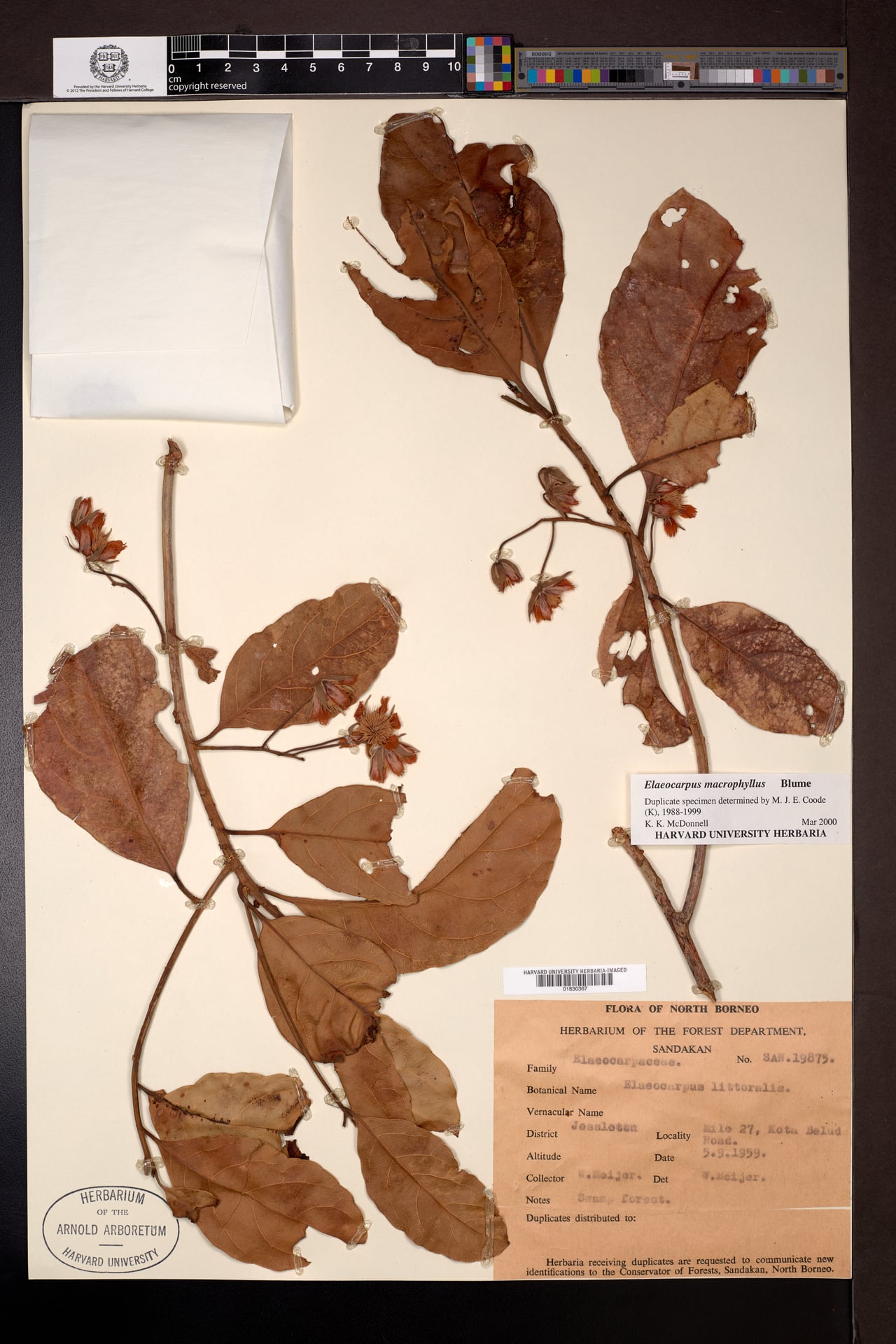 Elaeocarpus macrophyllus — photo