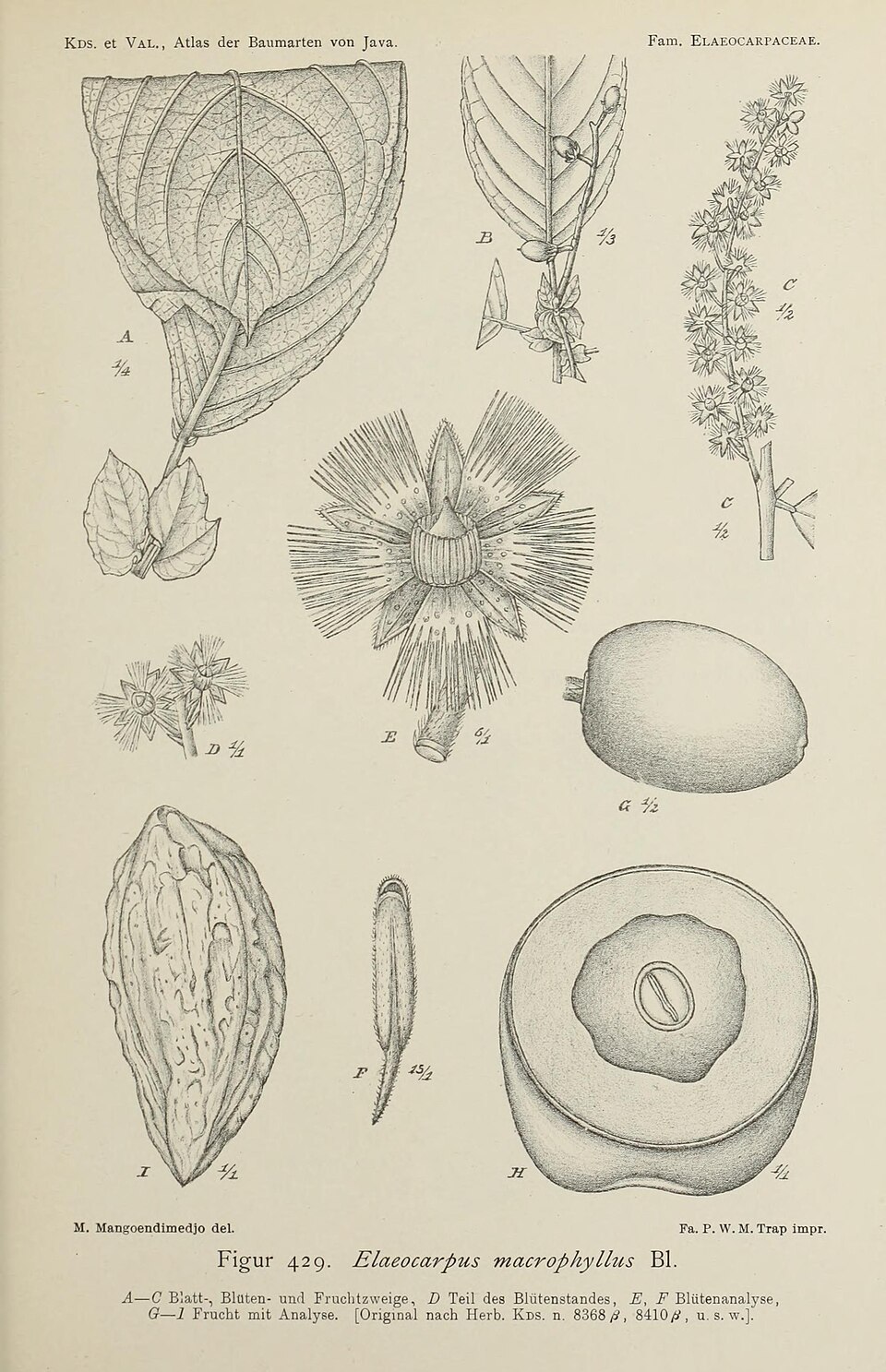 Elaeocarpus macrophyllus
