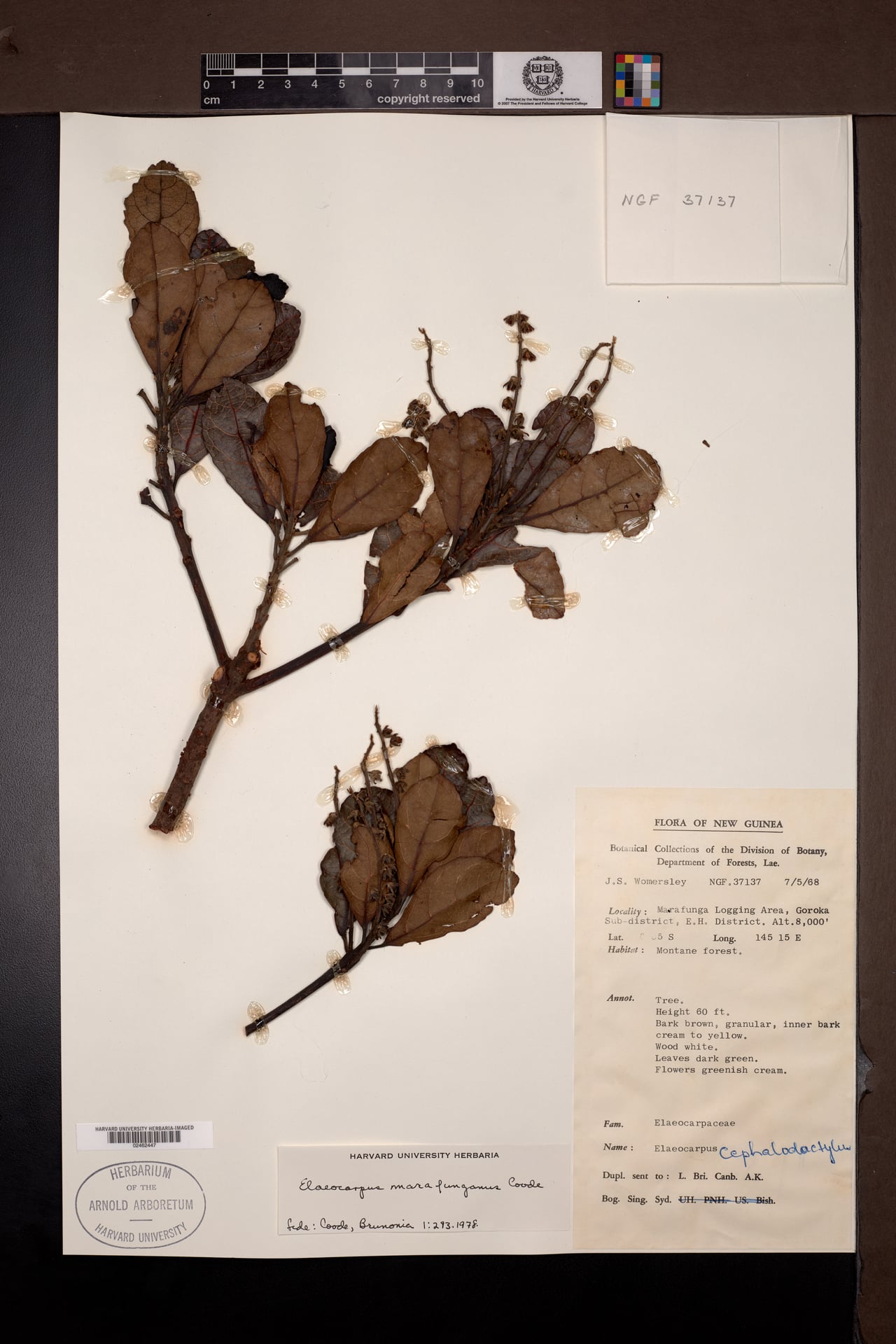 Elaeocarpus marafunganus — photo