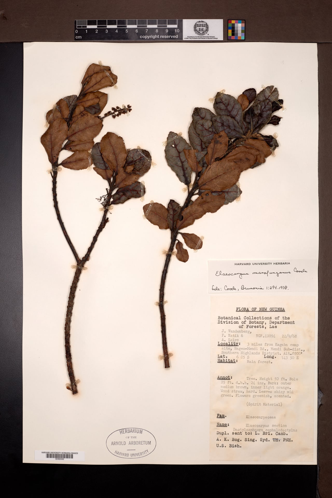 Elaeocarpus marafunganus — photo