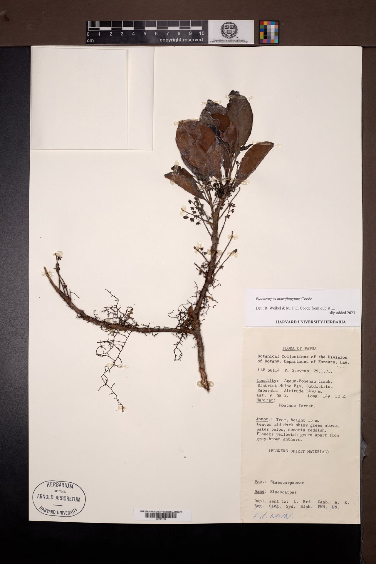 Elaeocarpus marafunganus