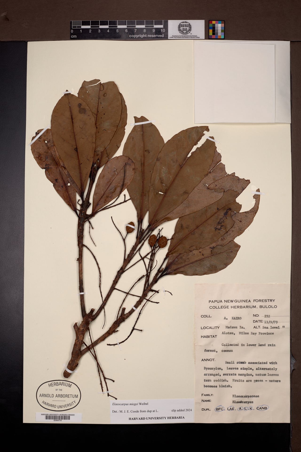 Elaeocarpus miegei — photo