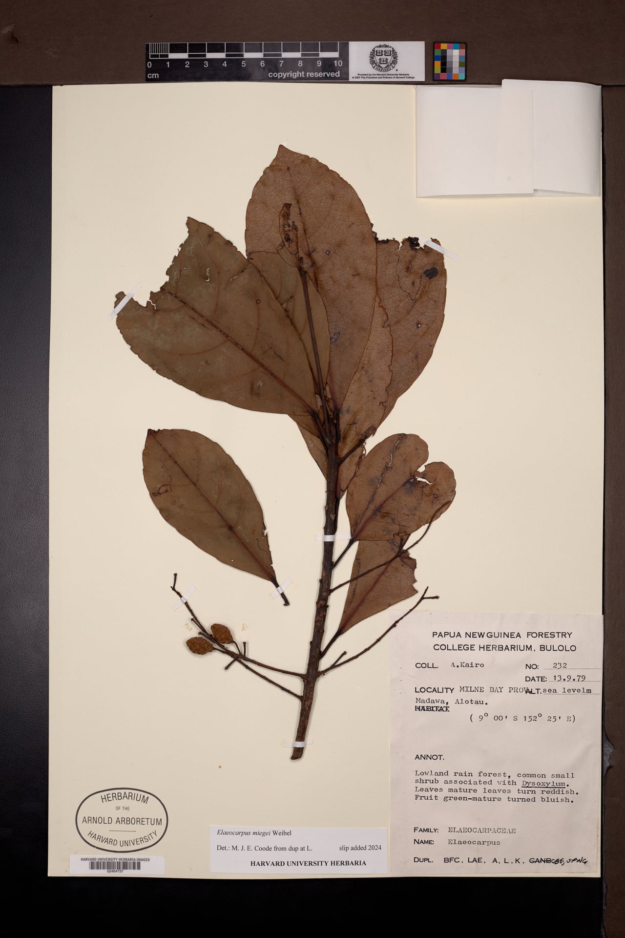 Elaeocarpus miegei — photo
