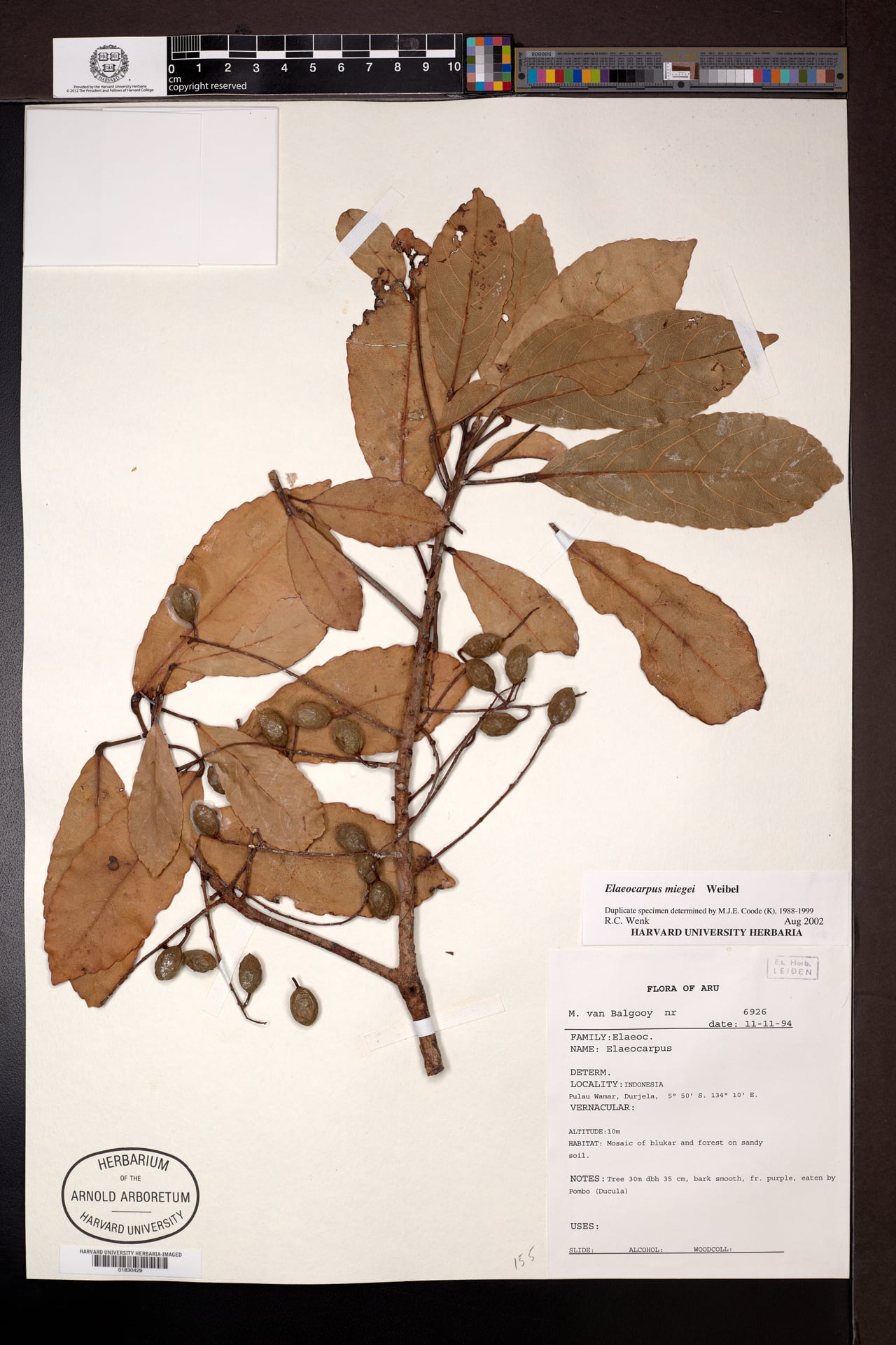 Elaeocarpus miegei