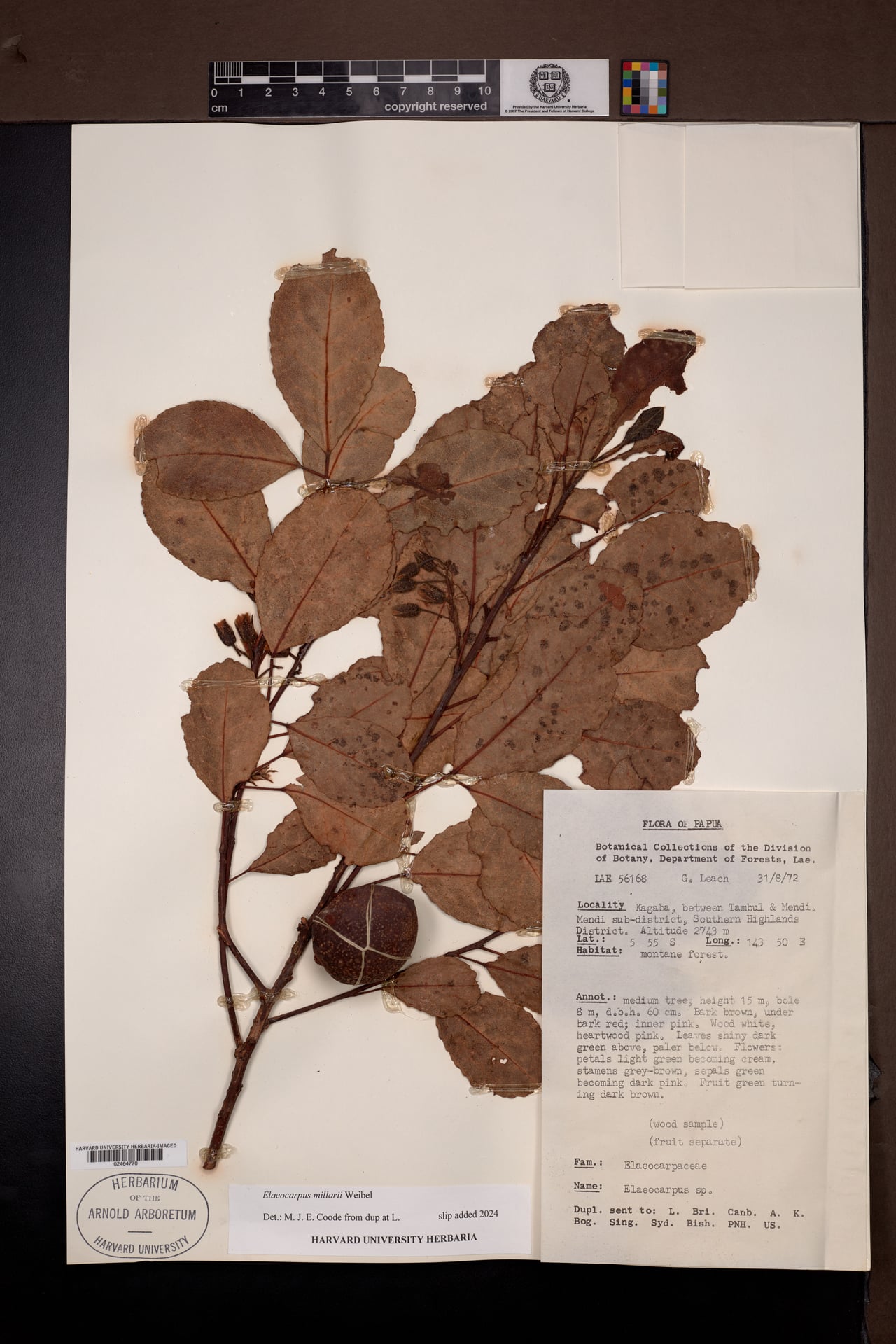Elaeocarpus millarii — photo
