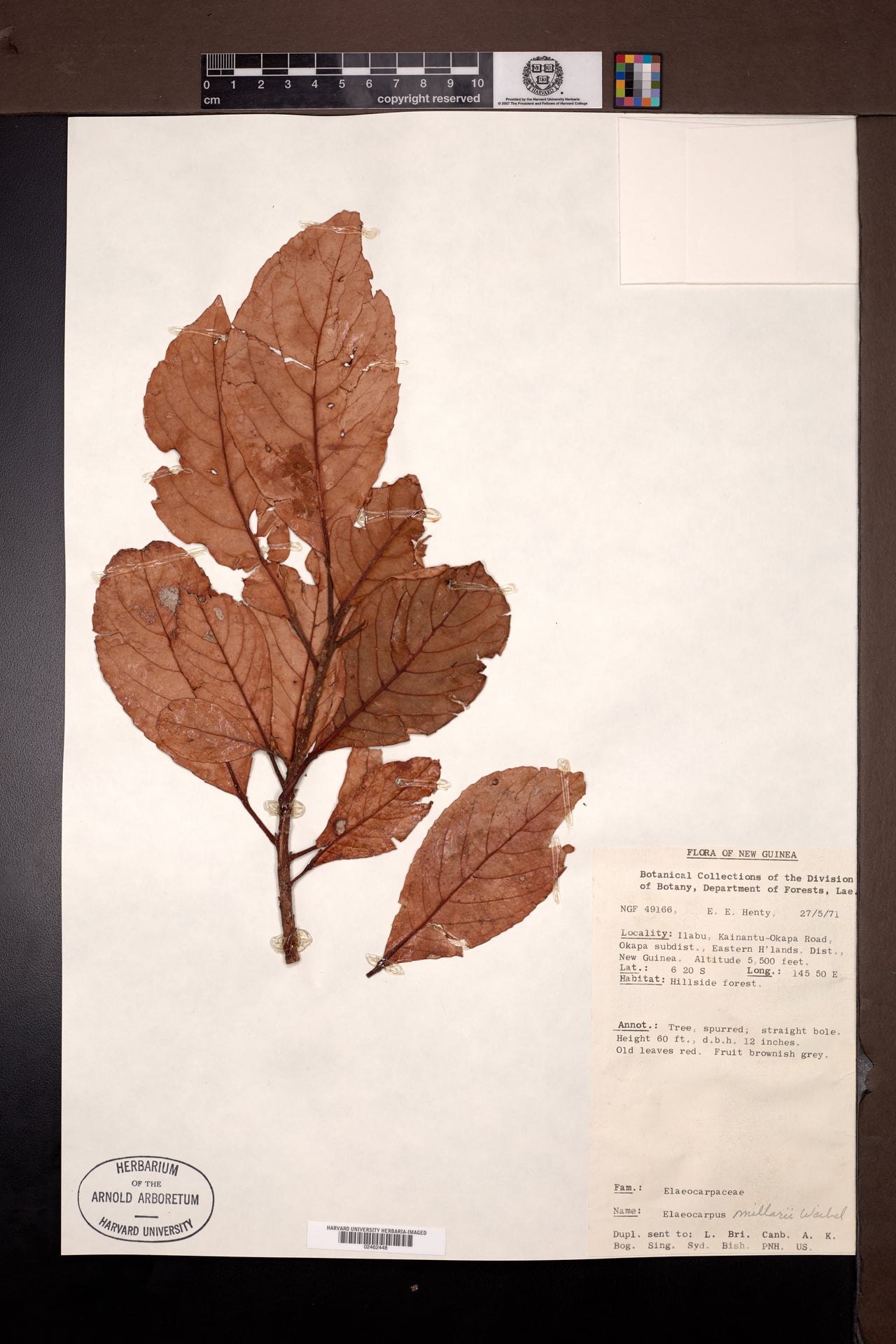 Elaeocarpus millarii — photo