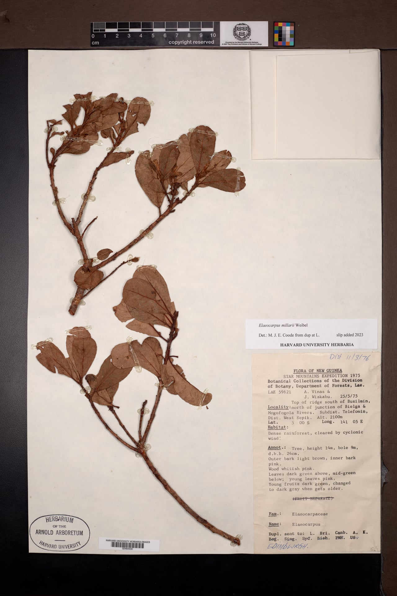 Elaeocarpus millarii