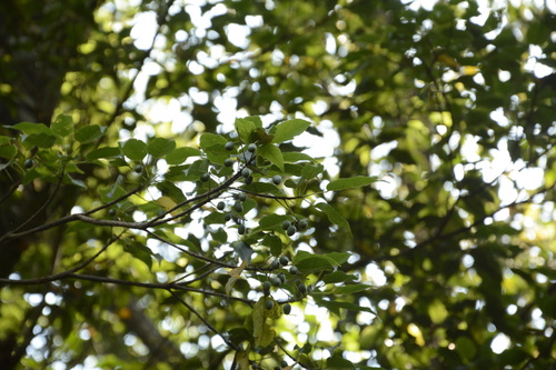 Elaeocarpus munroii — photo