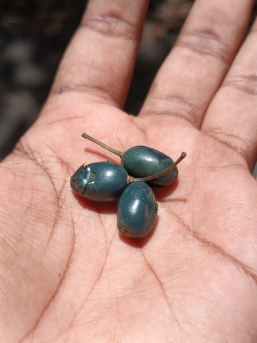 Elaeocarpus munroii — photo