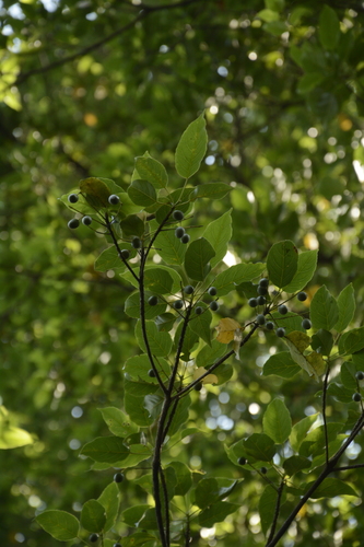 Elaeocarpus munroii