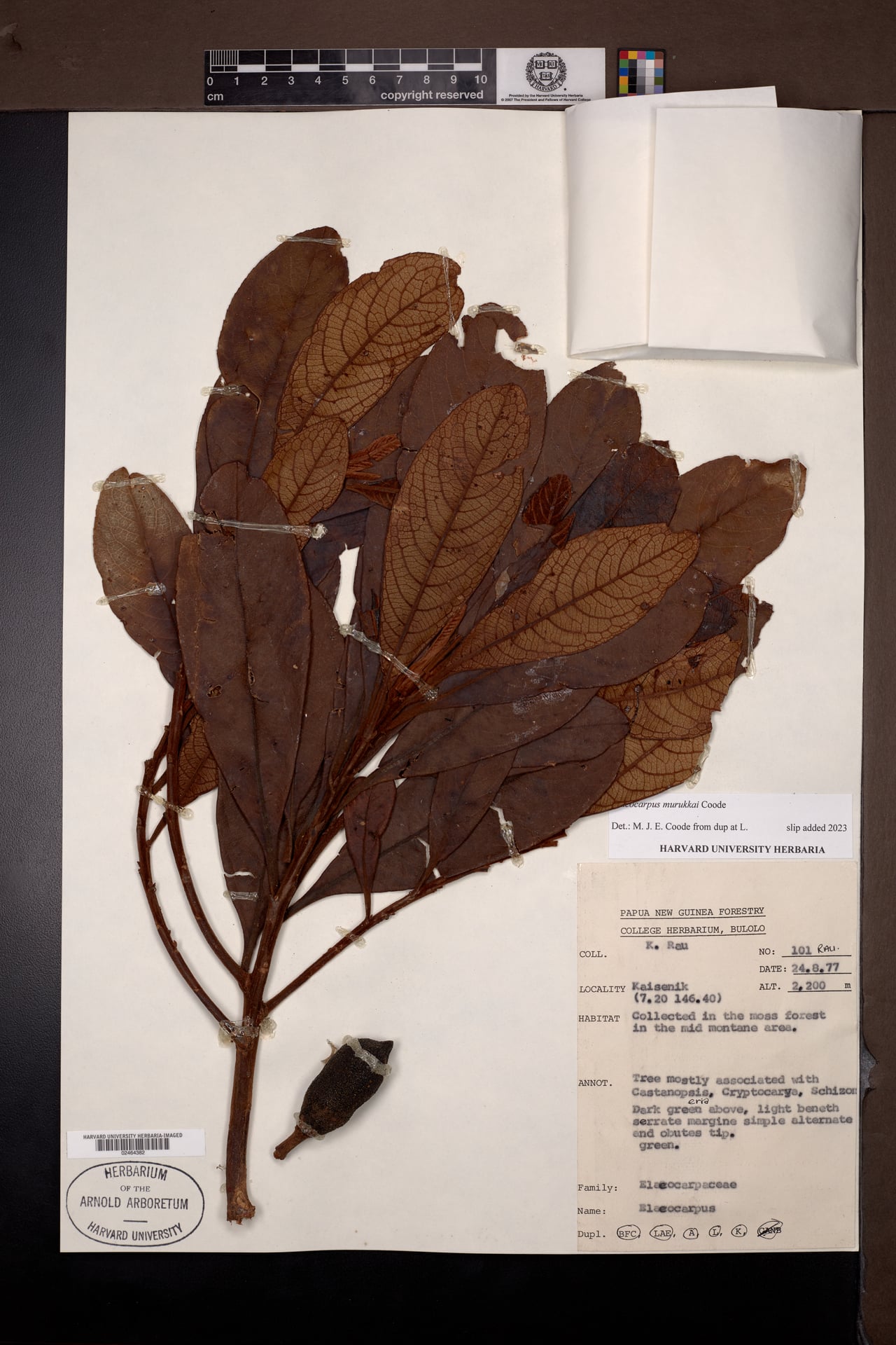 Elaeocarpus murukkai — photo