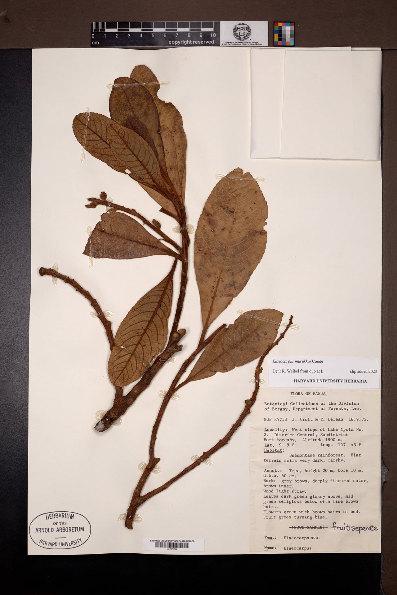 Elaeocarpus murukkai — photo