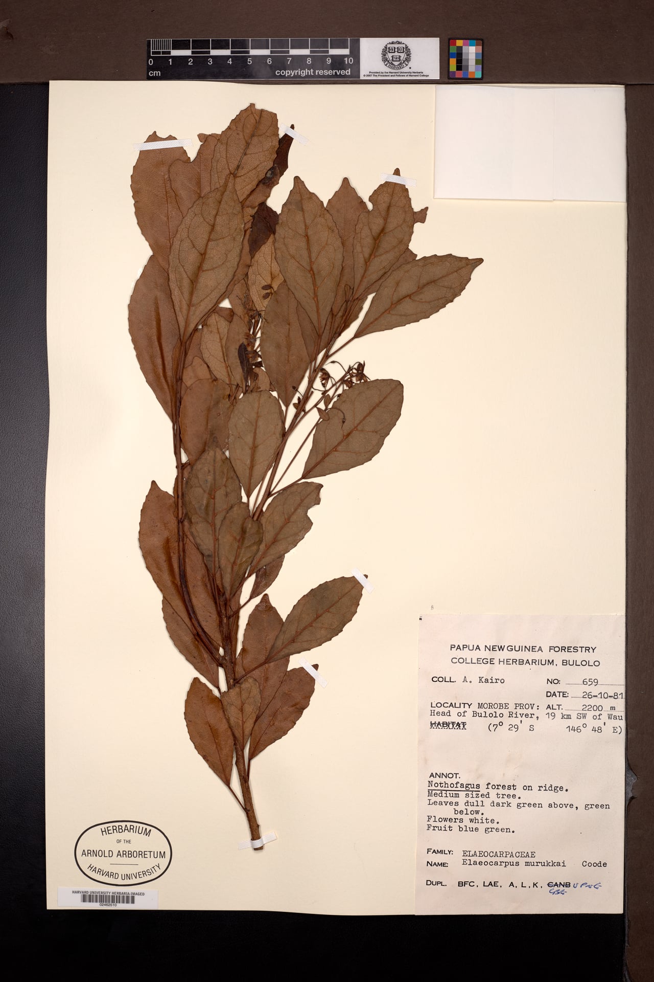 Elaeocarpus murukkai