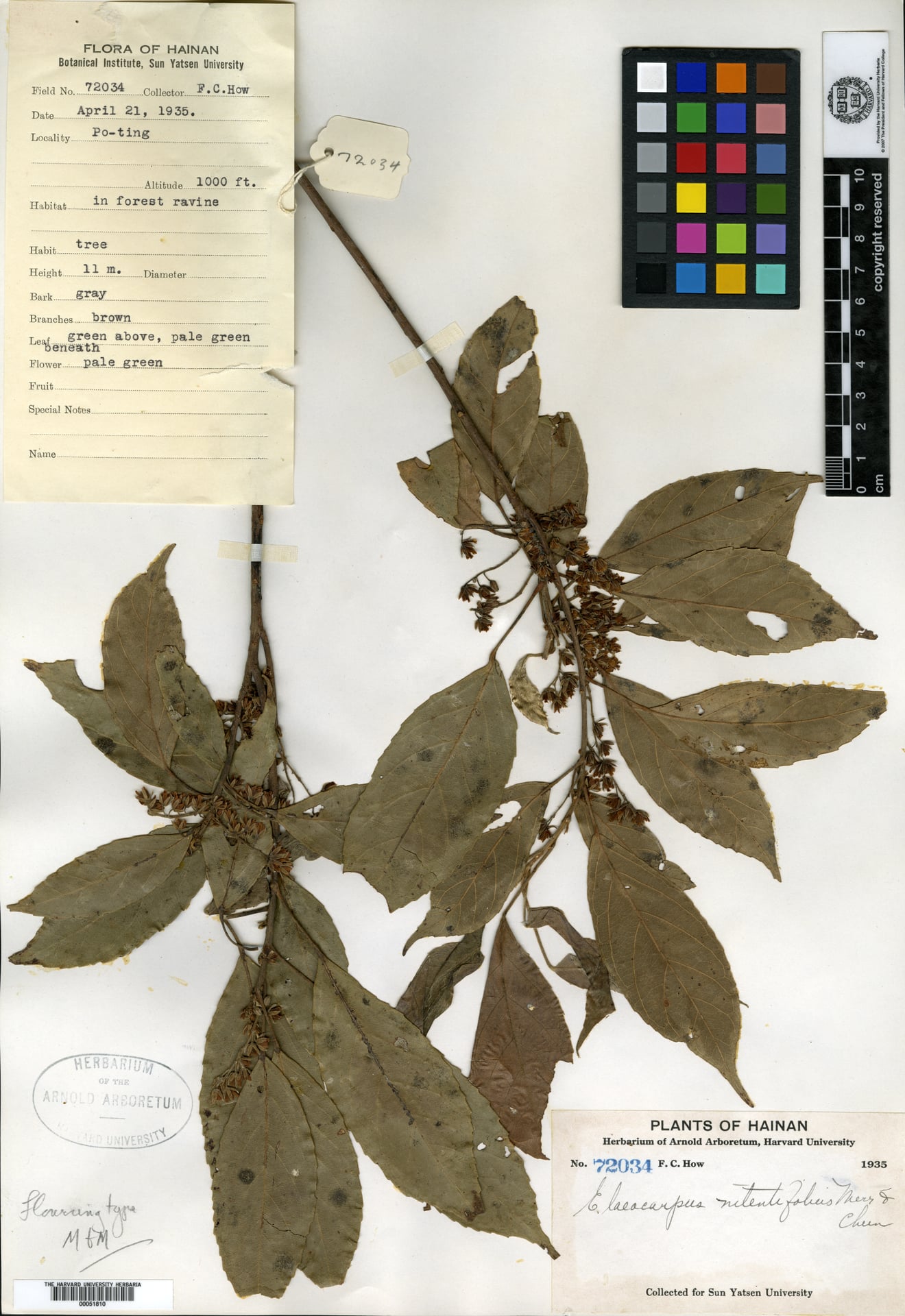 Elaeocarpus nitentifolius