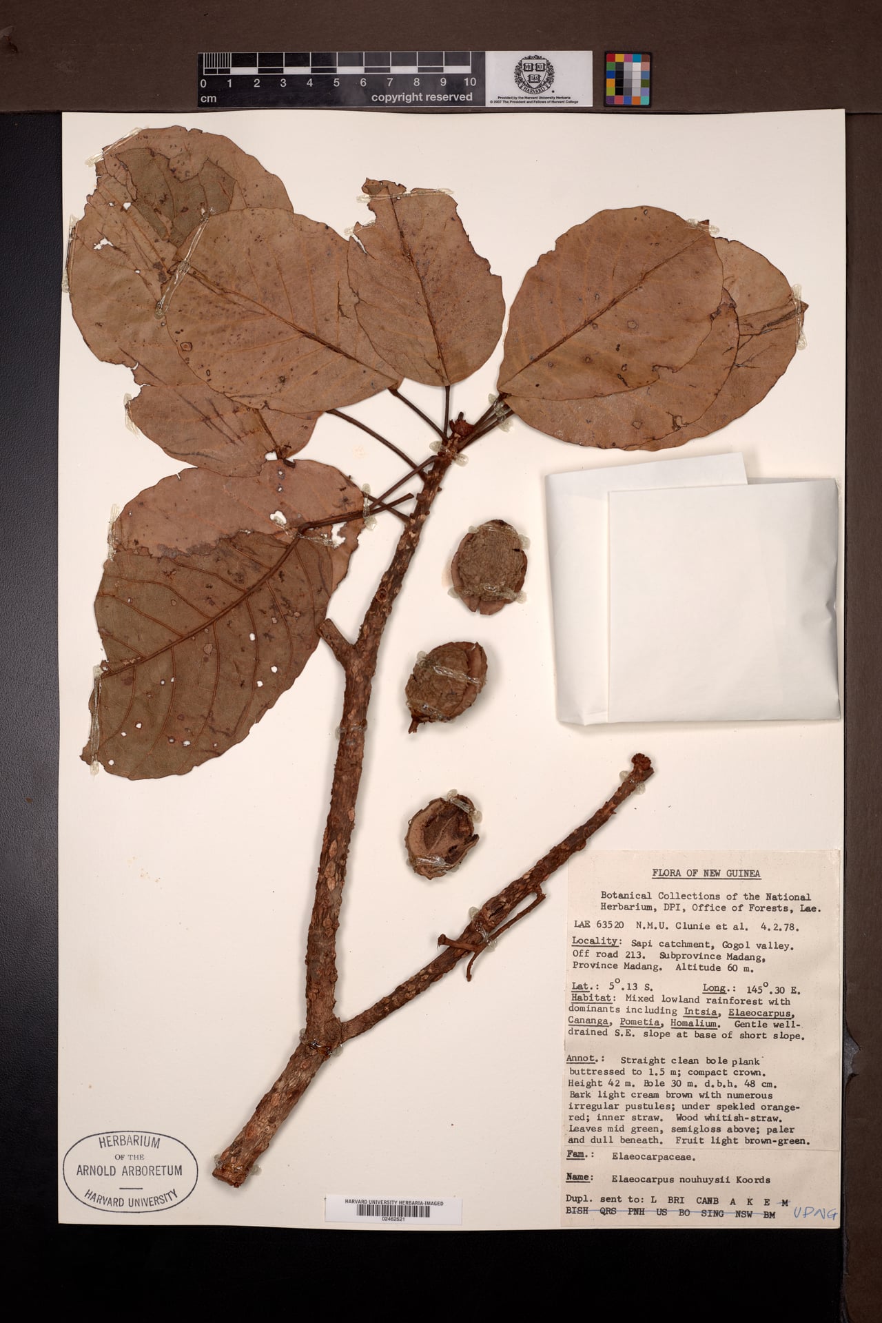Elaeocarpus nouhuysii — photo