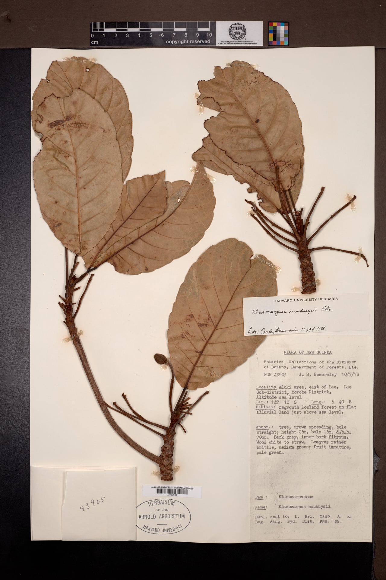 Elaeocarpus nouhuysii — photo