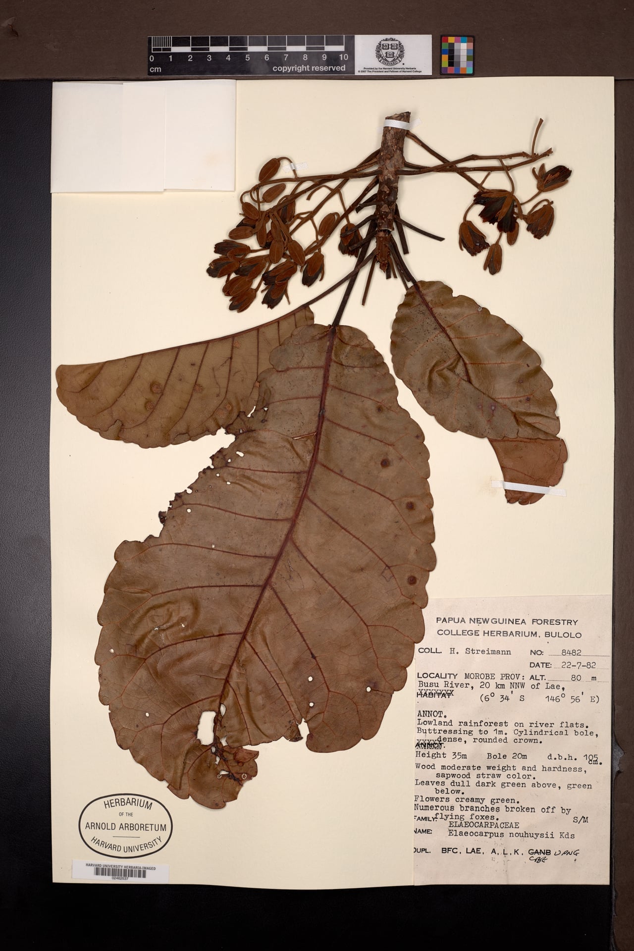 Elaeocarpus nouhuysii