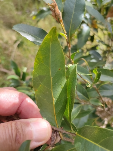Elaeocarpus obovatus (Hard quandong) — photo