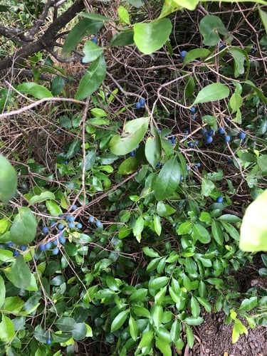 Elaeocarpus obovatus (Hard quandong) — photo