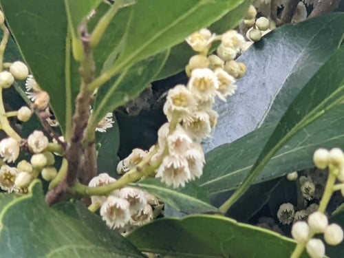 Elaeocarpus obovatus