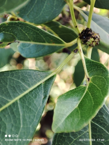 Elaeocarpus pedunculatus — photo