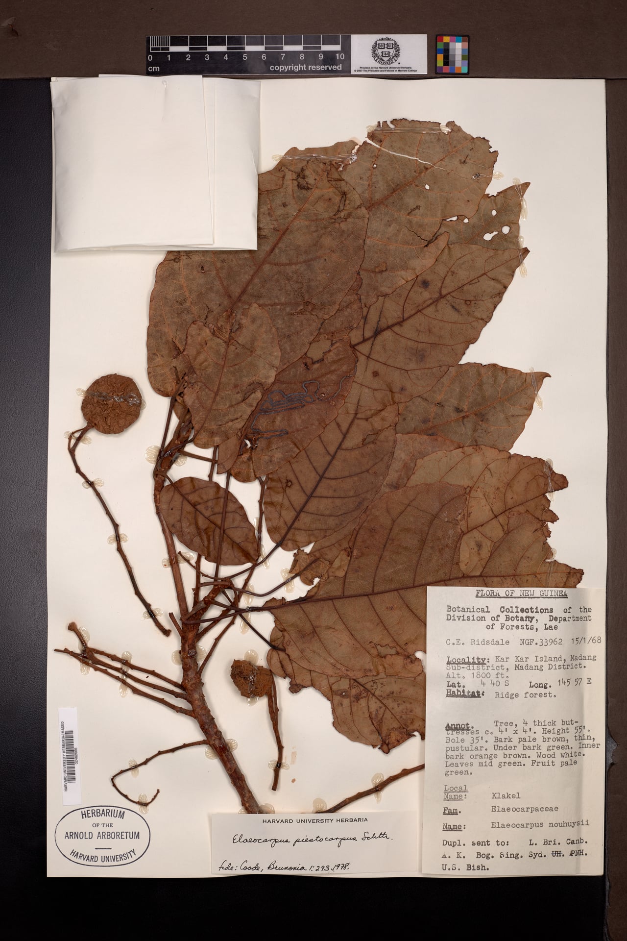 Elaeocarpus piestocarpus — photo