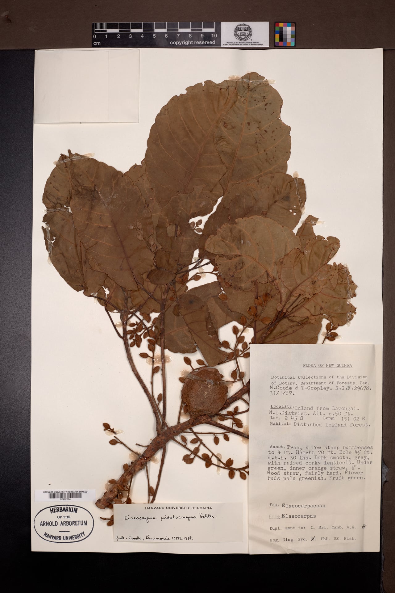 Elaeocarpus piestocarpus — photo
