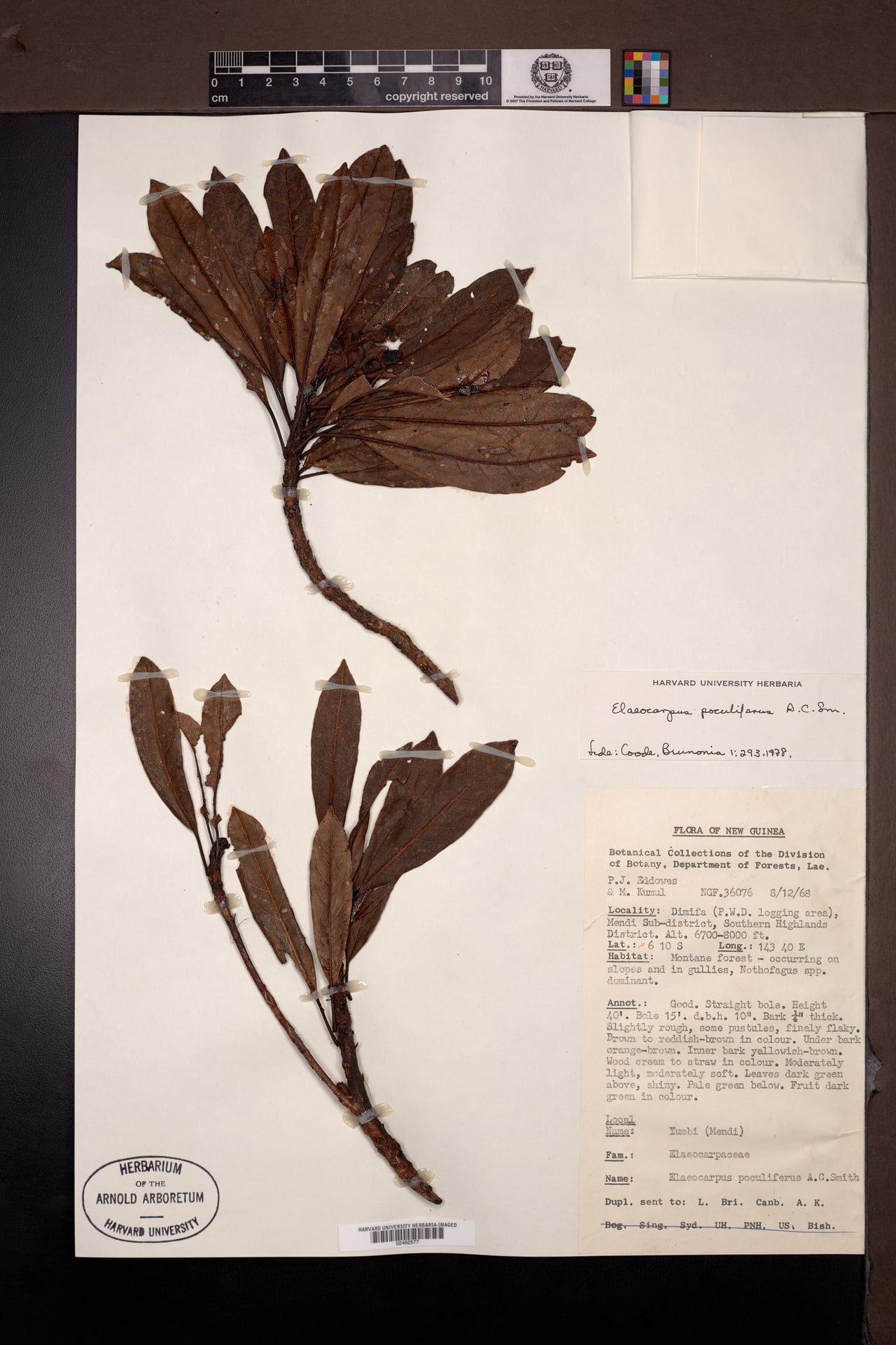 Elaeocarpus poculifer — photo