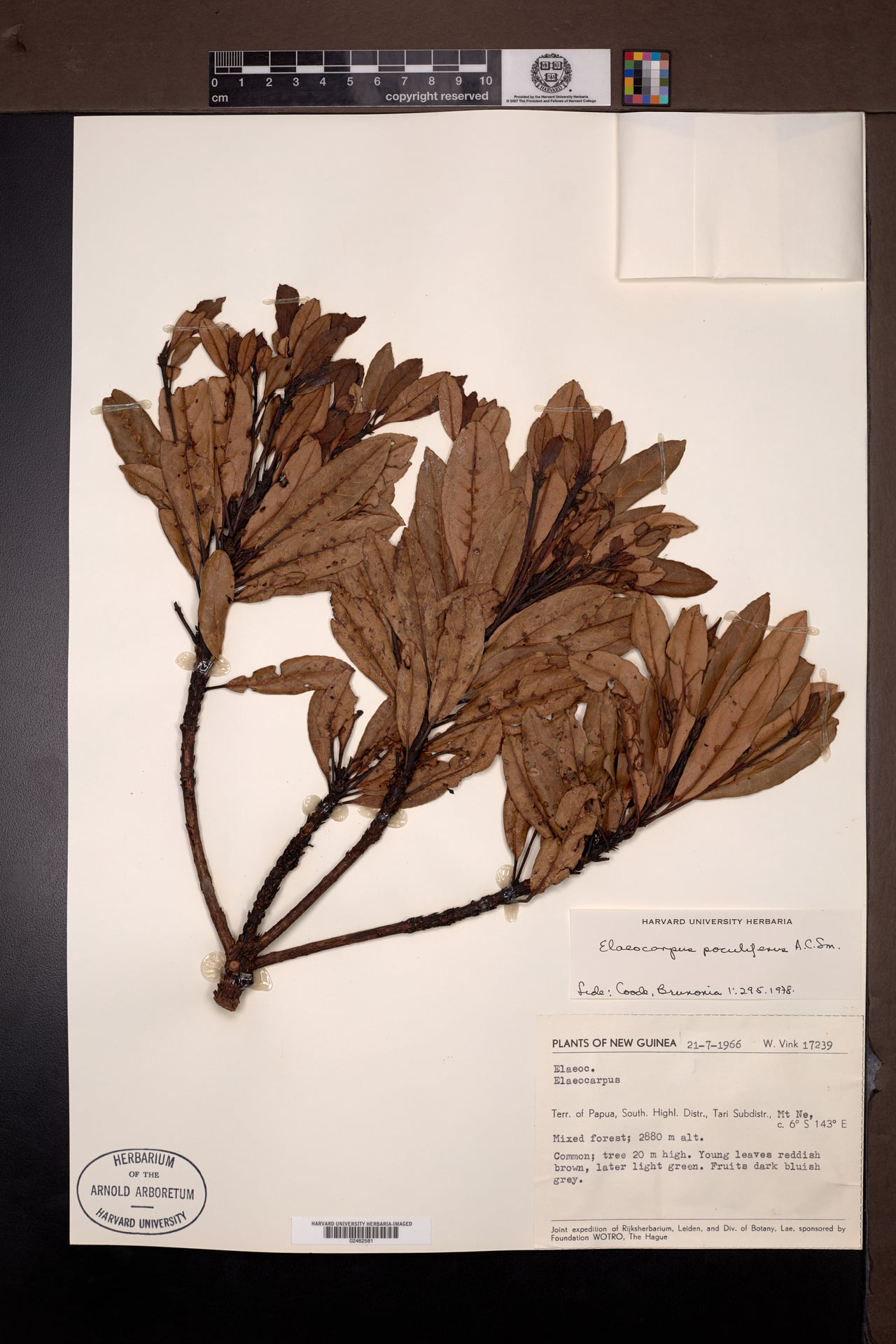 Elaeocarpus poculifer — photo