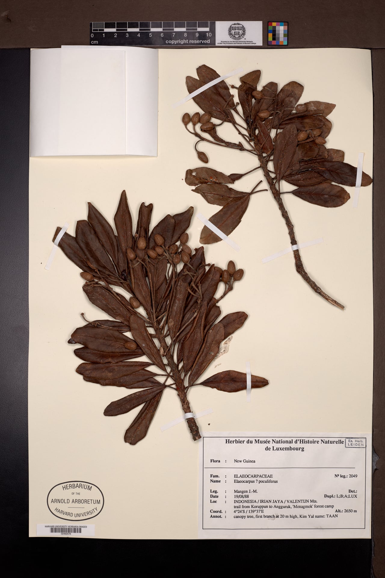 Elaeocarpus poculifer