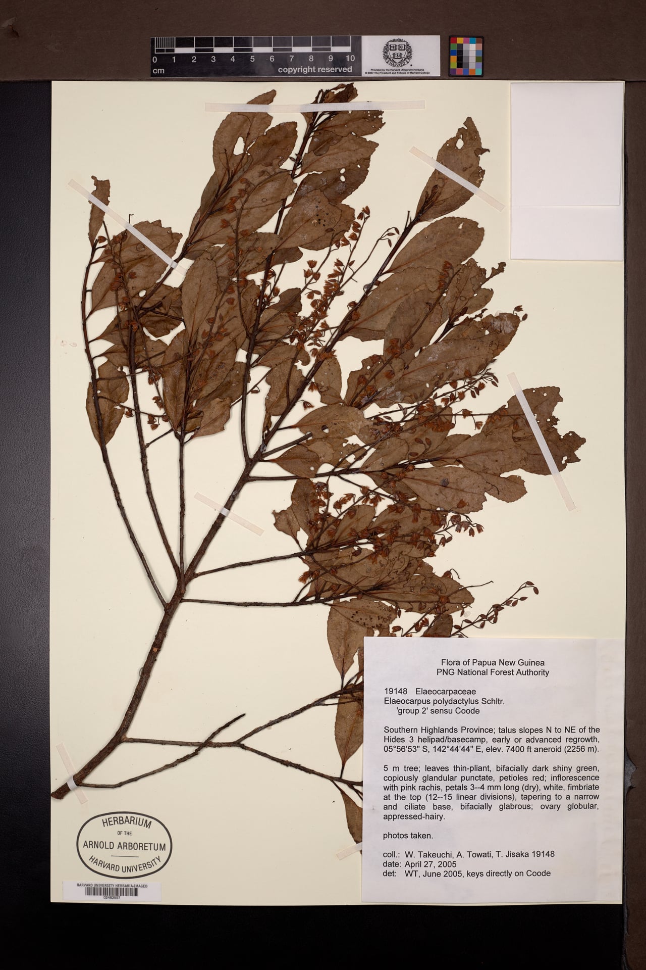 Elaeocarpus polydactylus Schltr. gp 4 — photo