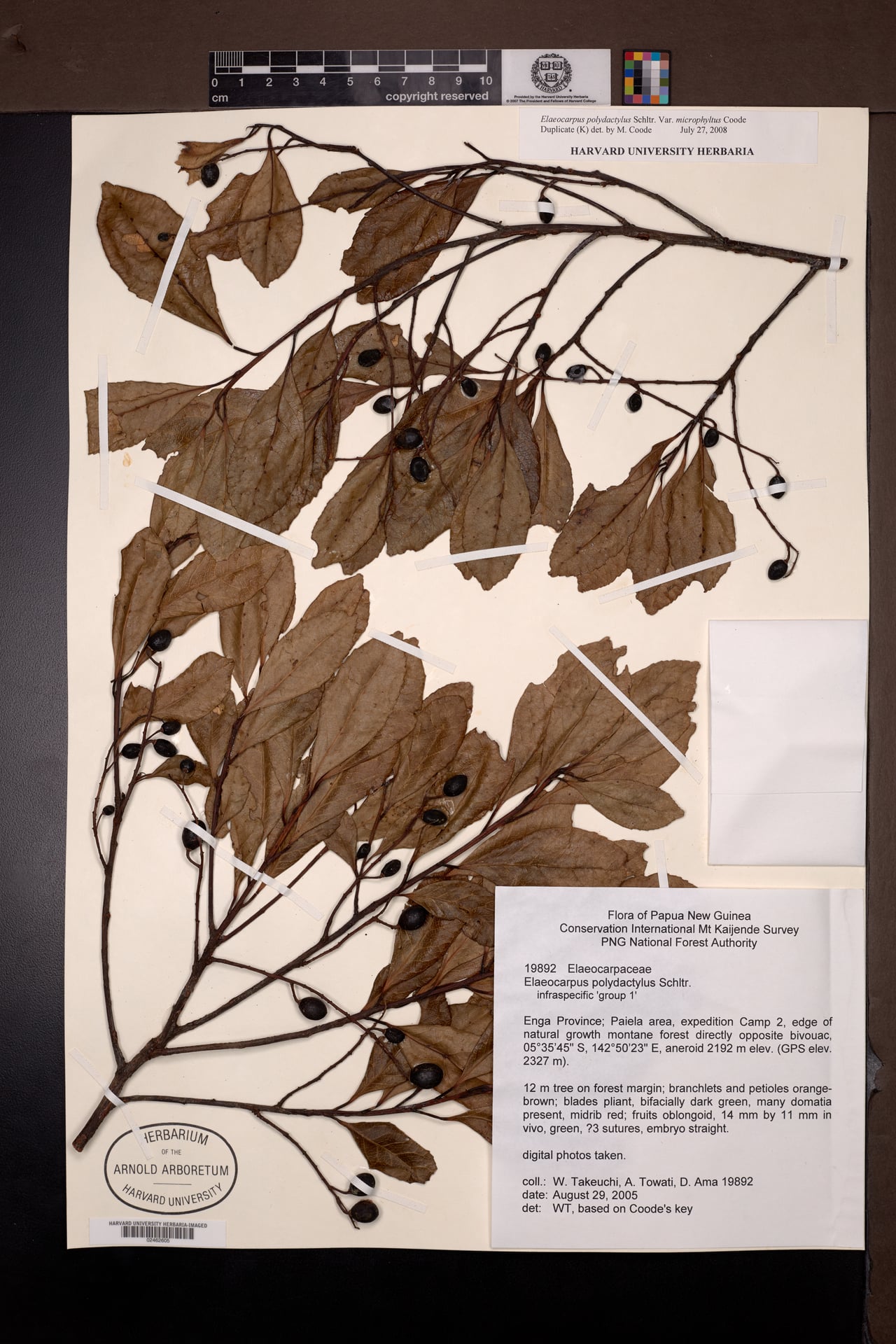 Elaeocarpus polydactylus Schltr. gp 4 — photo