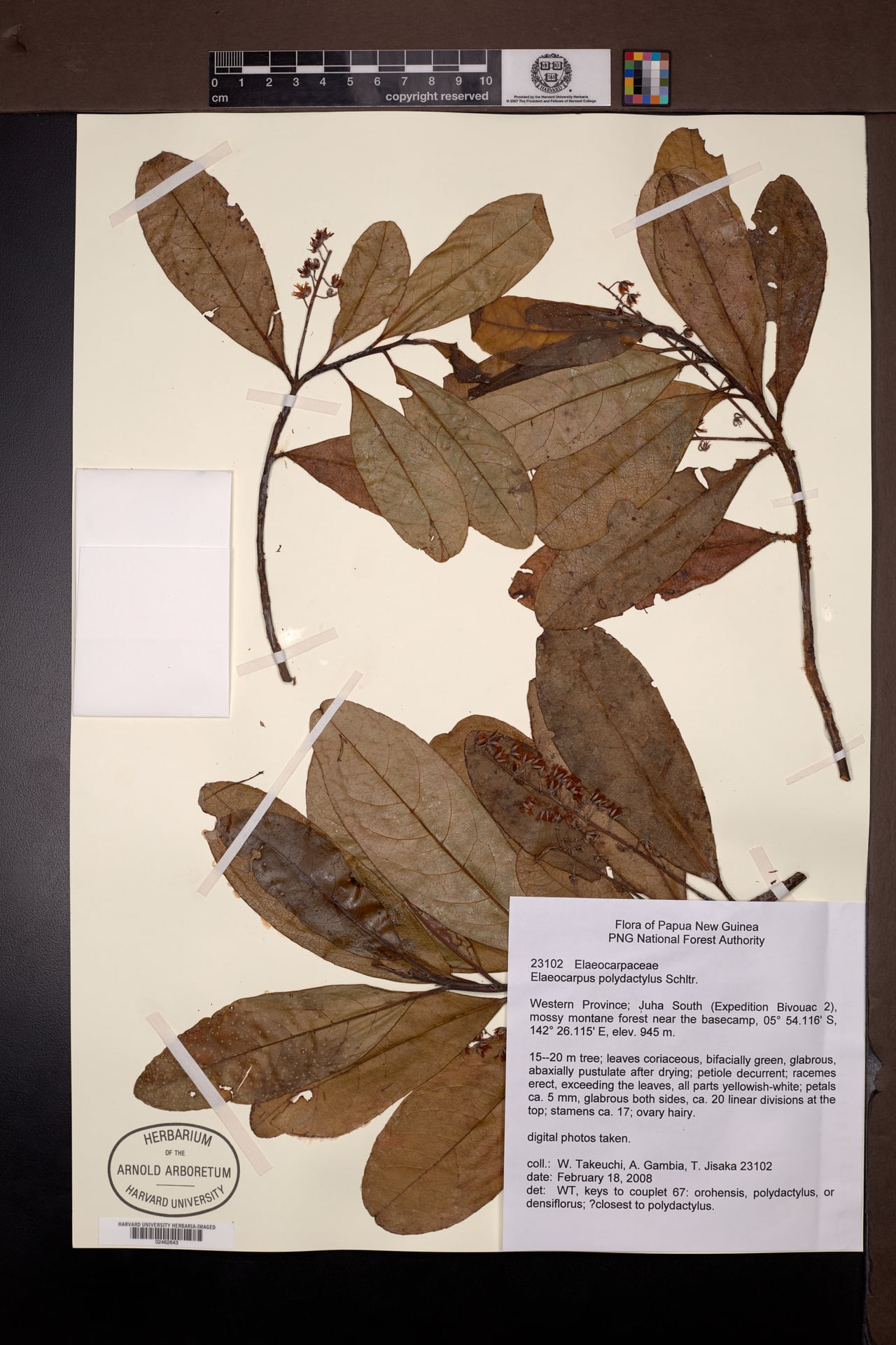 Elaeocarpus polydactylus Schltr. gp 4