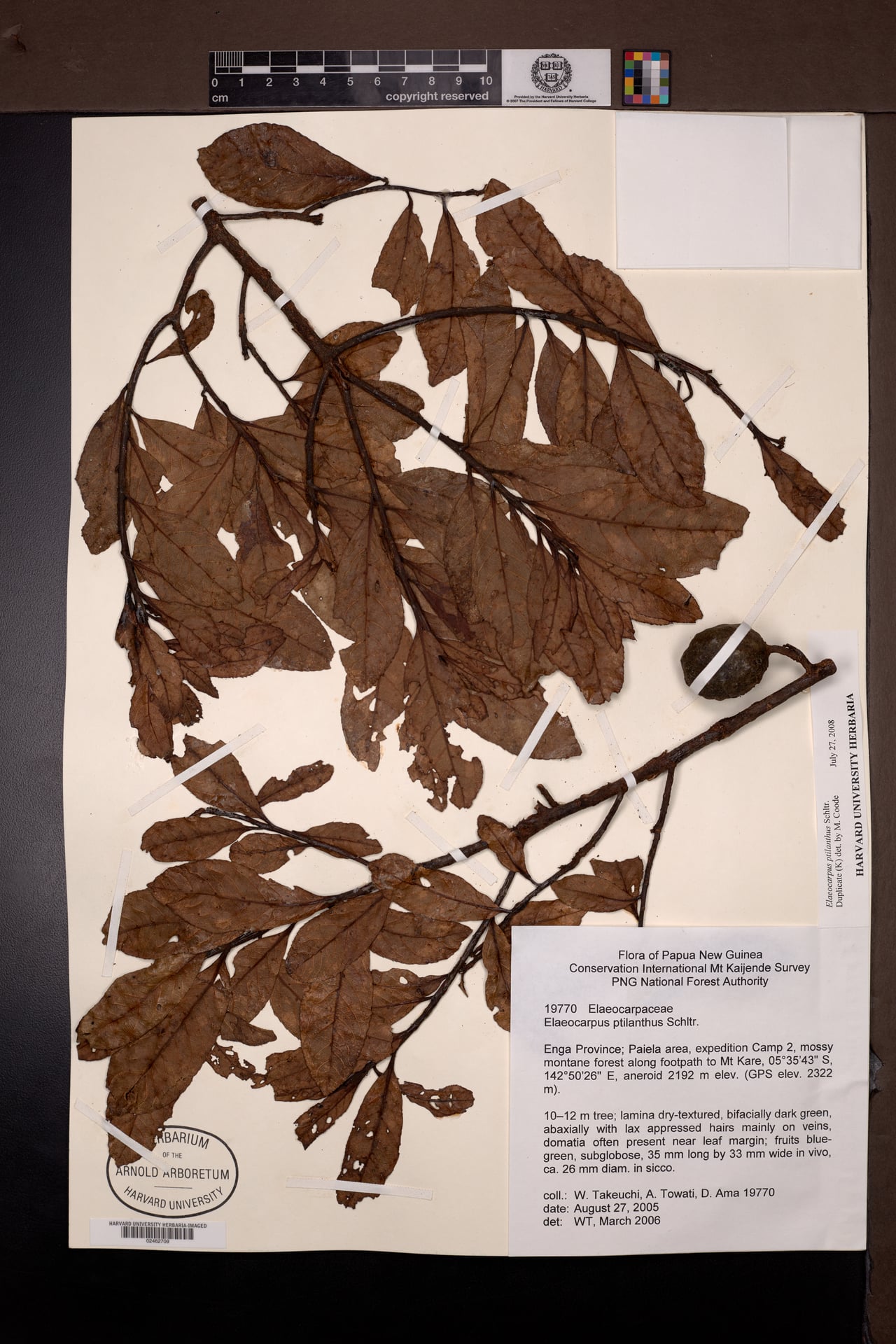Elaeocarpus ptilanthus — photo