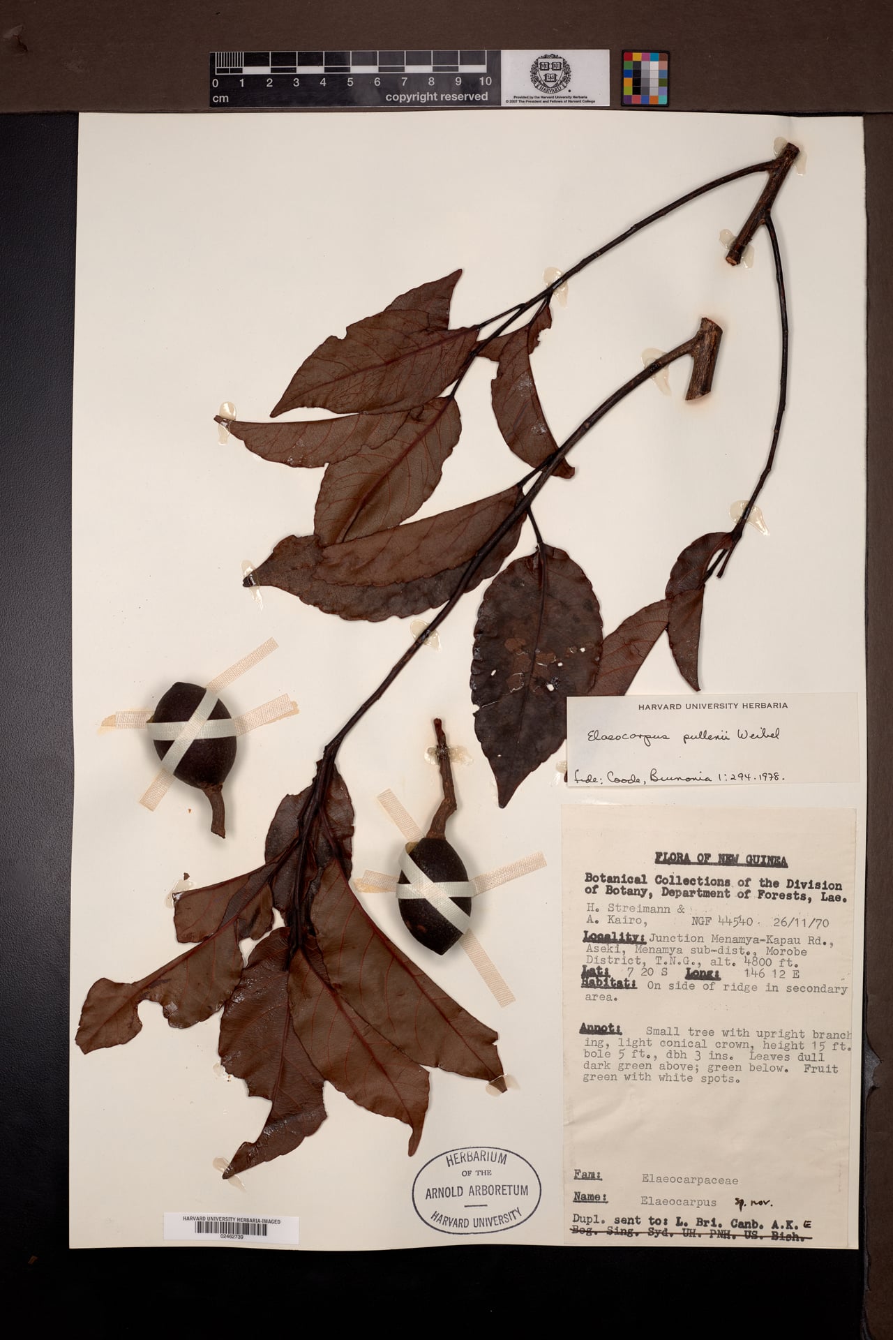 Elaeocarpus pullenii — photo