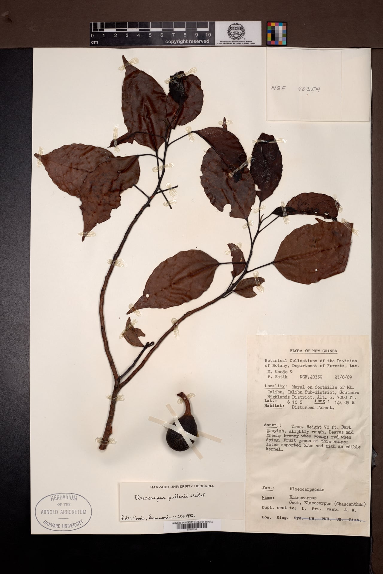 Elaeocarpus pullenii — photo