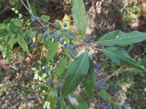 Elaeocarpus reticulatus (Blueberry ash) — photo