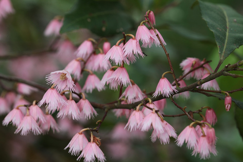 Elaeocarpus reticulatus (Blueberry ash) — photo